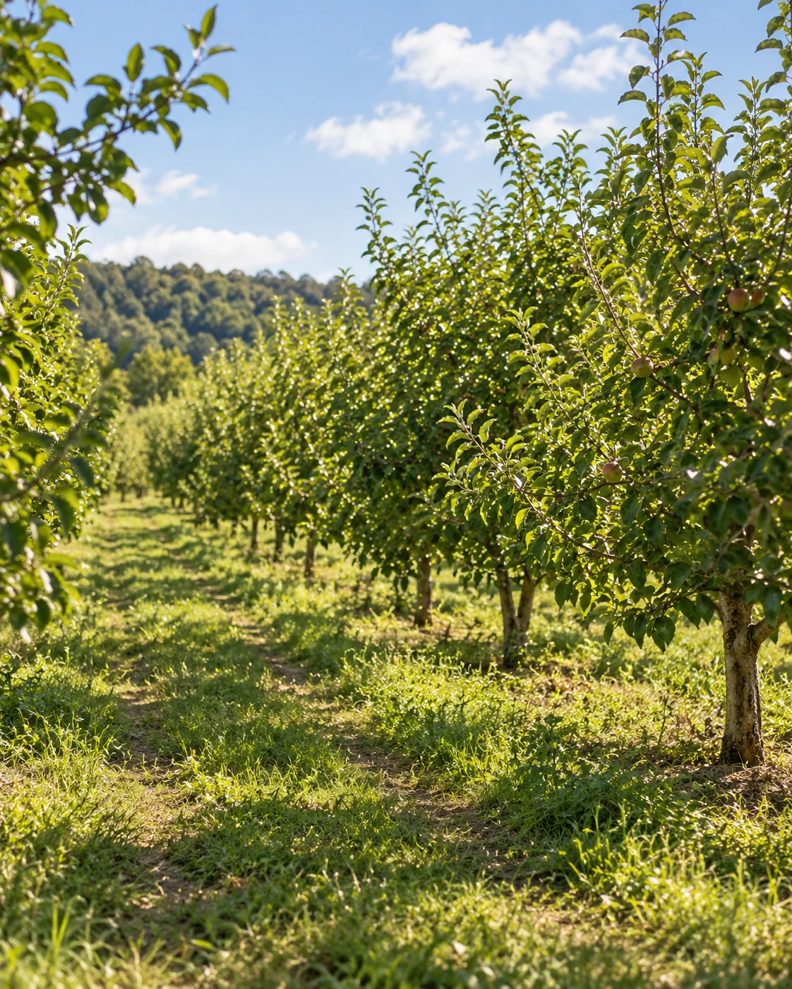 Mowing route between orchard trees